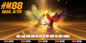 🐓 Các Loại Mồi Cho Gà Đá - Bí Kíp Giúp Chiến Thắng